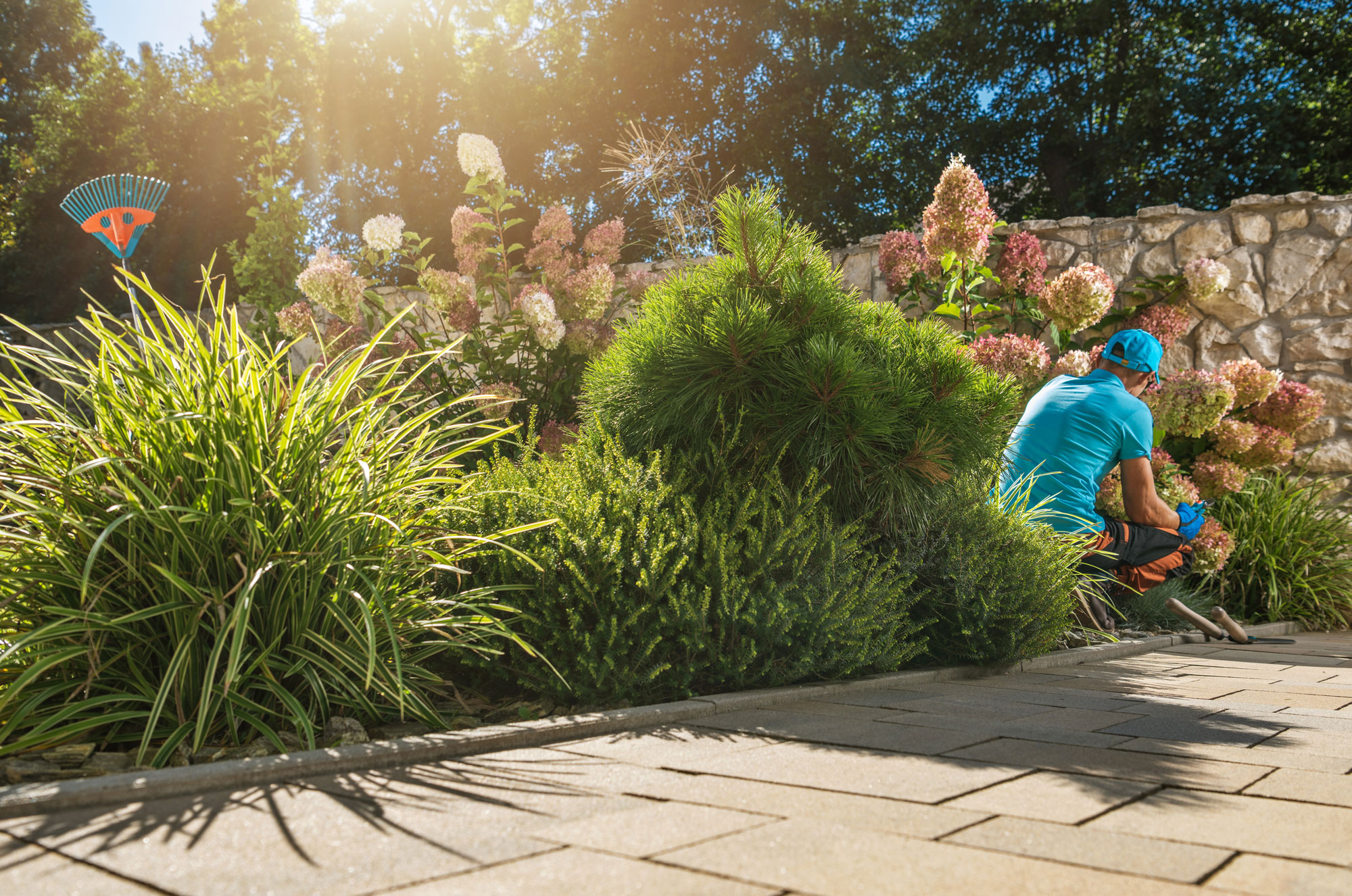 Professional gardener tending to vibrant flower beds and lush greenery in a well-maintained landscape, highlighting garden design and maintenance services by Atlas Landscape.